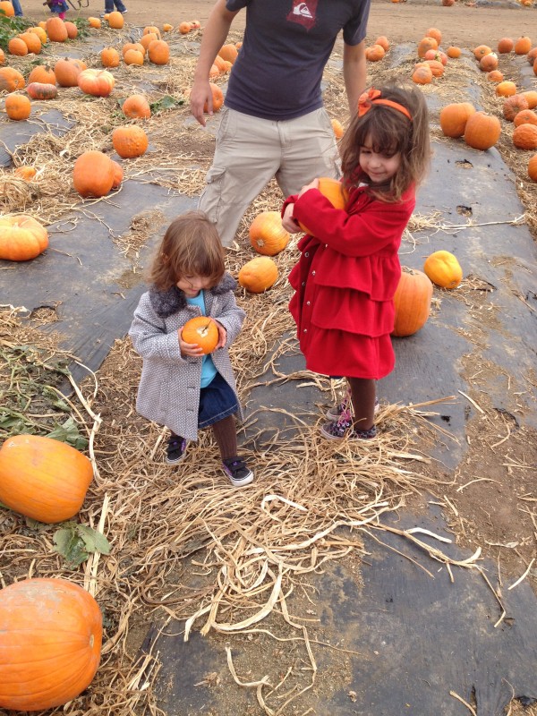 Pumpkin Patch