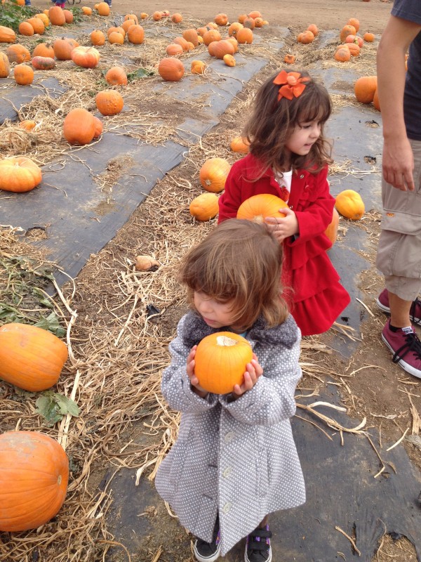 Pumpkin Patch