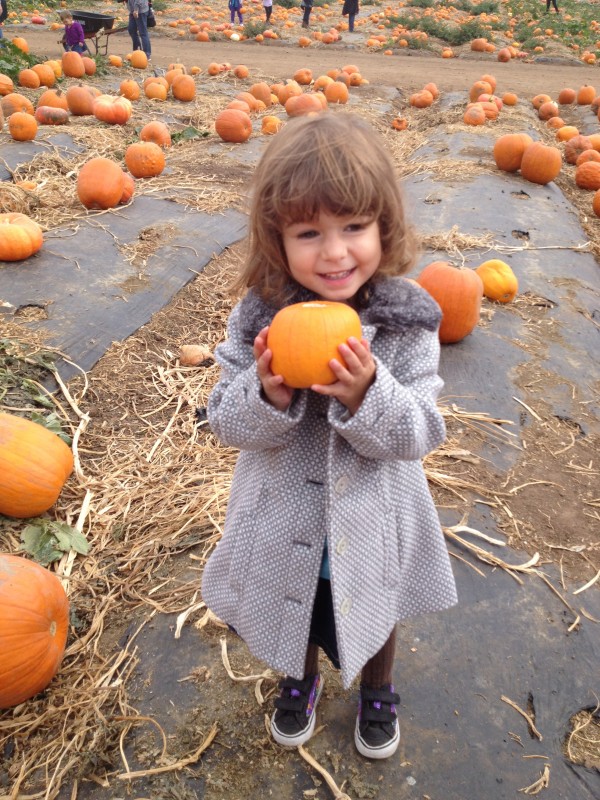 Pumpkin Patch