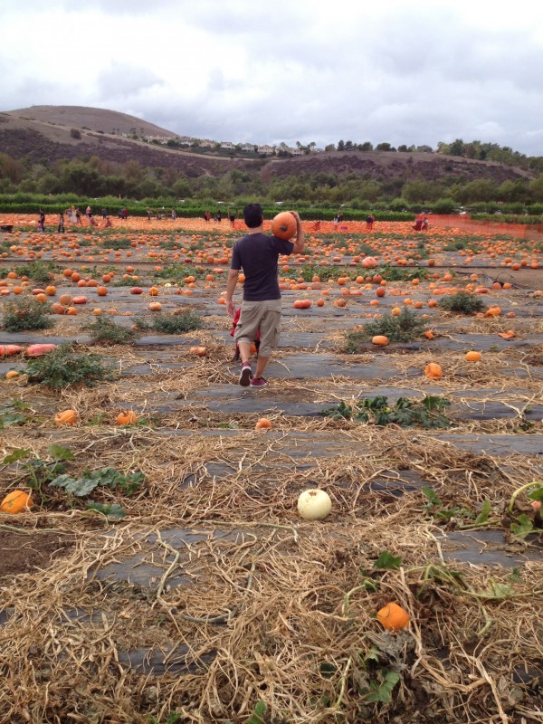 Pumpkin Patch